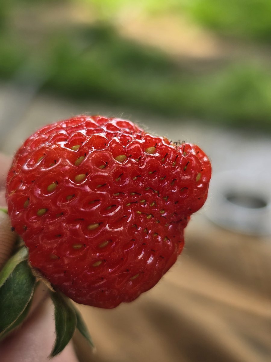 Picked my first strawberry off of our plants today! 🤤

Homegrown food is always the best! 

Can't wait for the raspberries!