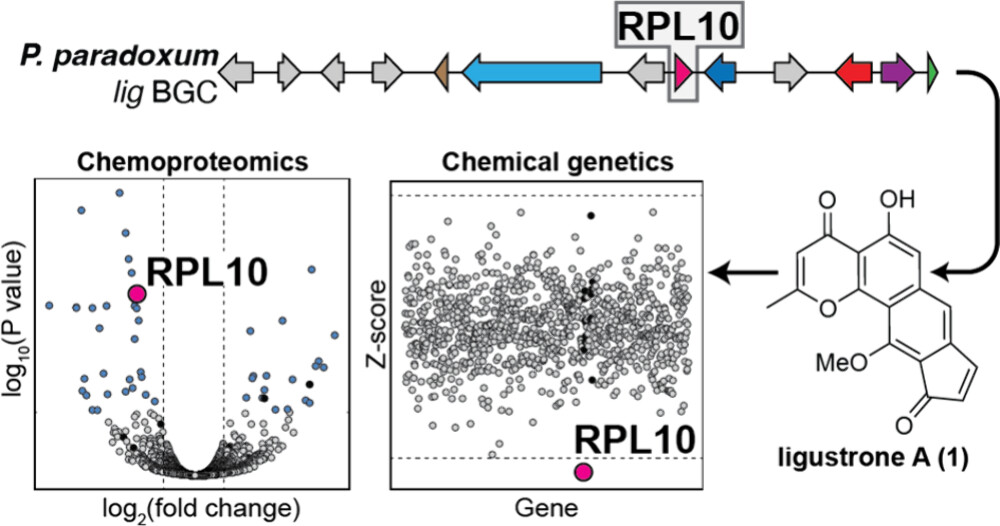 We find a ribosome targeting metabolite via resistance-guided genome mining
<a href="/cjbharvey/">Colin Harvey</a>