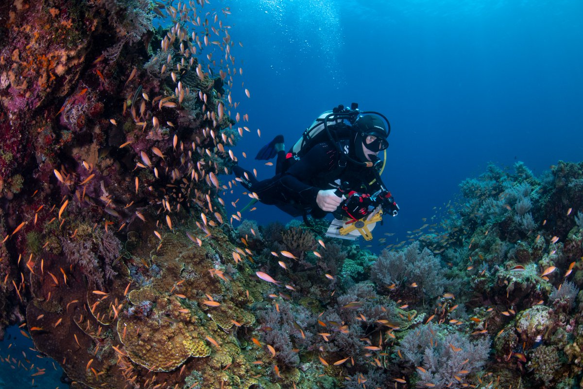 🚨NEW IN <a href="/PNASNews/">PNASNews</a>🚨

We evaluated the distribution and drivers of aesthetic value in reef fish assemblages worldwide! MPAs enhance aesthetic value and tropical developing countries have the greatest potential conservation benefits!

doi.org/10.1073/pnas.2…

<a href="/ReefLifeSurvey/">Reef Life Survey</a>