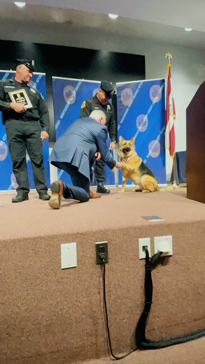 PPDCanineUnit's tweet image. Today we said a❤️🩹 goodbye to @PhillyPolice K9 Patton who crossed the rainbow 🌈 bridge. Patton was a cadaver K9 and joined the department in 2018. Patton was instrumental in many cold cases and murder investigators throughout his years of service 🐾