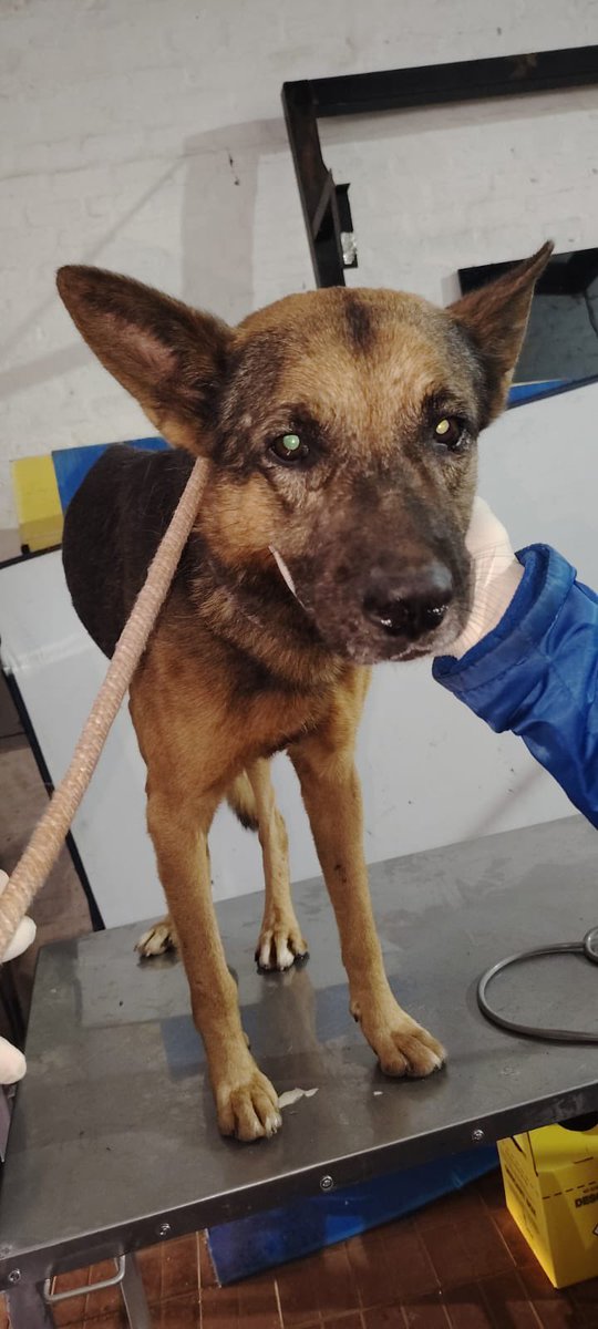 📢 SE BUSCA PROPIETARIO

Este can fue encontrado en la zona de Denis Roa y actualmente se encuentra bajo resguardo. Solicitamos la colaboración de la ciudadanía para dar con su tutor responsable.