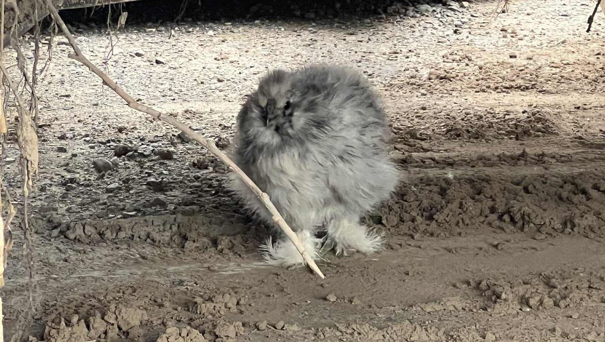 LibertyTabletop's tweet image. The age-old question: Why did the chicken cross the road? 🤔 We still don’t know 😆 but one chicken did ride 5 miles under her Dad’s car just to visit @libertytabletop 🐔 After 45 minutes of corralling, she made it home 🏠…Then ANOTHER one came back the next day 😳