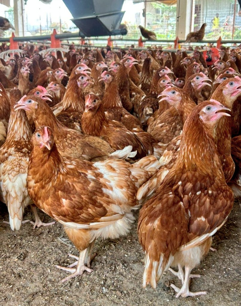 SasDantata's tweet photo. *EGG-CITING News*

Our first eggs from cycle 4 at @AsadaFoods have landed at 15wks 3 days! Previously, we got the first eggs at 18wks+

This is the first time we are raising our layers by ourselves from day-old instead of buying POLs. This ensures that they got all the care, feed, vaccines, and love they needed!

Alhamdulillah! 

Let the egg-counting continues!