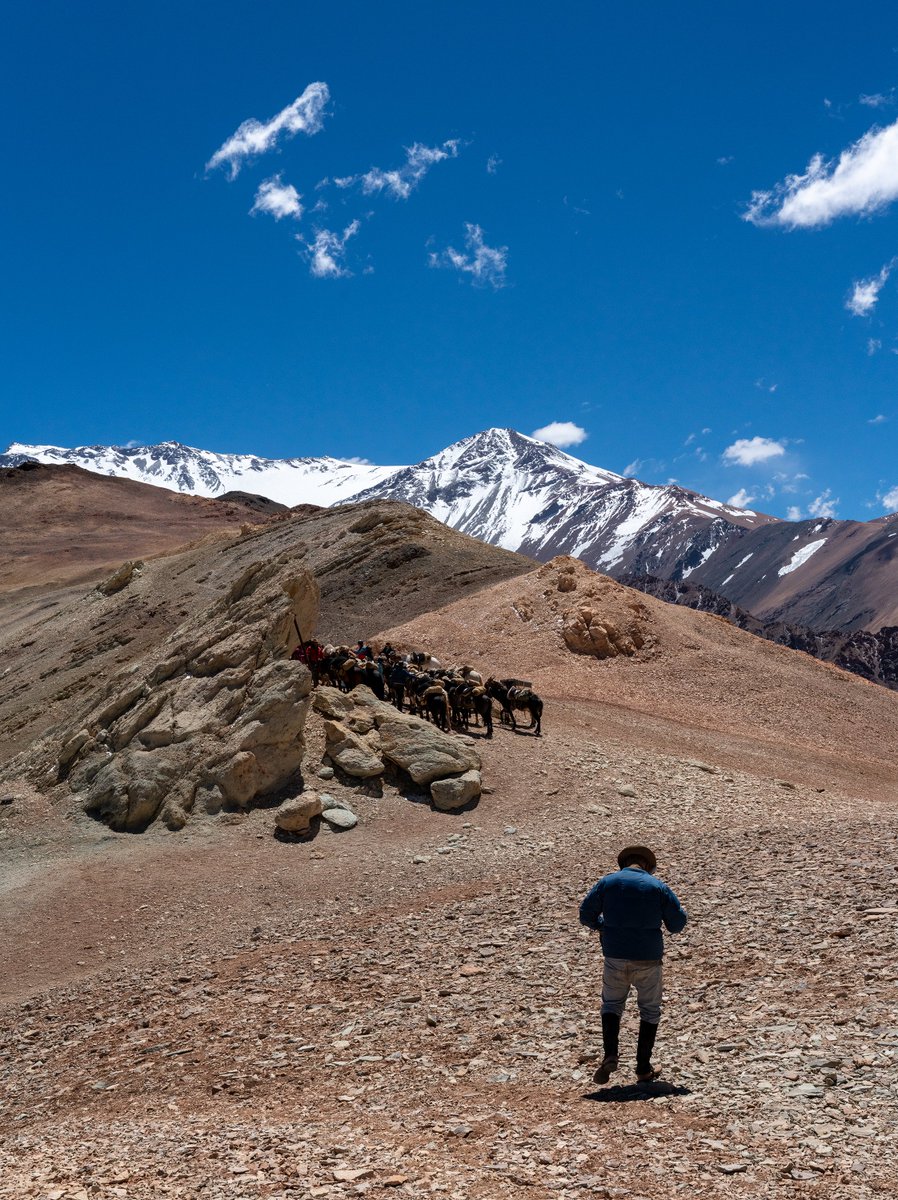 These horses and mules found their own little Travel Den, deep in the middle of the Andes, to protect themselves from the wind.