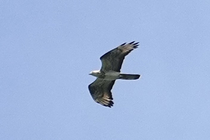 Richard (@bramberbirder) on Twitter photo Watched this gorgeous male Honey Buzzard displaying for 15 minutes over Ashdown Forest today before finally coming close enough to record pic; sharp black trailing edge, dark tips to long primaries, grey head <a href="/sleepingbirder/">Richard Fairbank</a> <a href="/SussexBirding/">Sussex Birding</a> <a href="/SussexOrnitholo/">Sussex Ornithology</a> Watched this gorgeous male Honey Buzzard displaying for 15 minutes over Ashdown Forest today before finally coming close enough to record pic; sharp black trailing edge, dark tips to long primaries, grey head <a href="/sleepingbirder/">Richard Fairbank</a> <a href="/SussexBirding/">Sussex Birding</a> <a href="/SussexOrnitholo/">Sussex Ornithology</a>