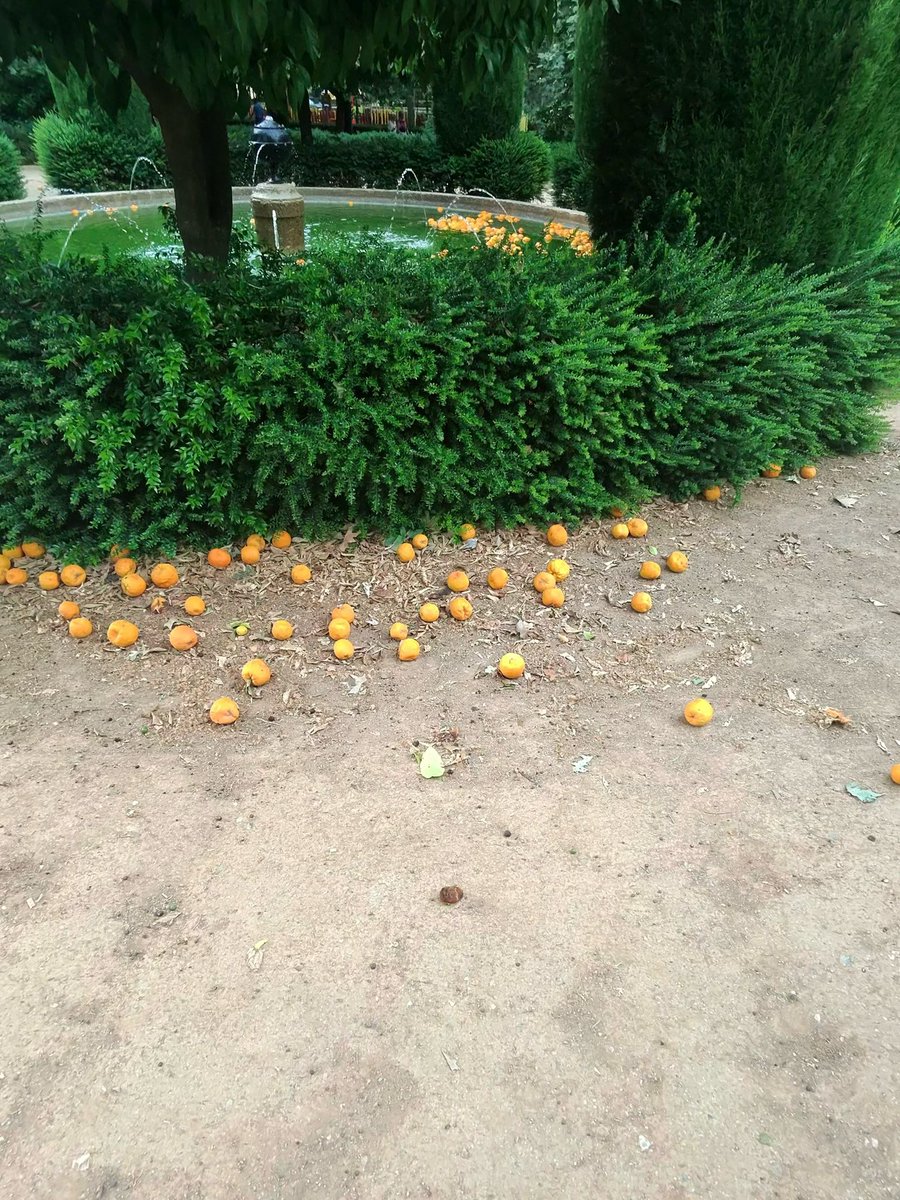 Diez días así los jardines del Paseo de la Bomba. Papeleras a rebosar, ni un barrendero y solo un hombre recogiendo naranjas una a una. Pésima imagen de Granada <a href="/GranadaLimpia/">Granada Limpia</a> <a href="/aytogr/">Ayuntamiento de Granada</a> <a href="/marifrangr/">Marifran Carazo</a>