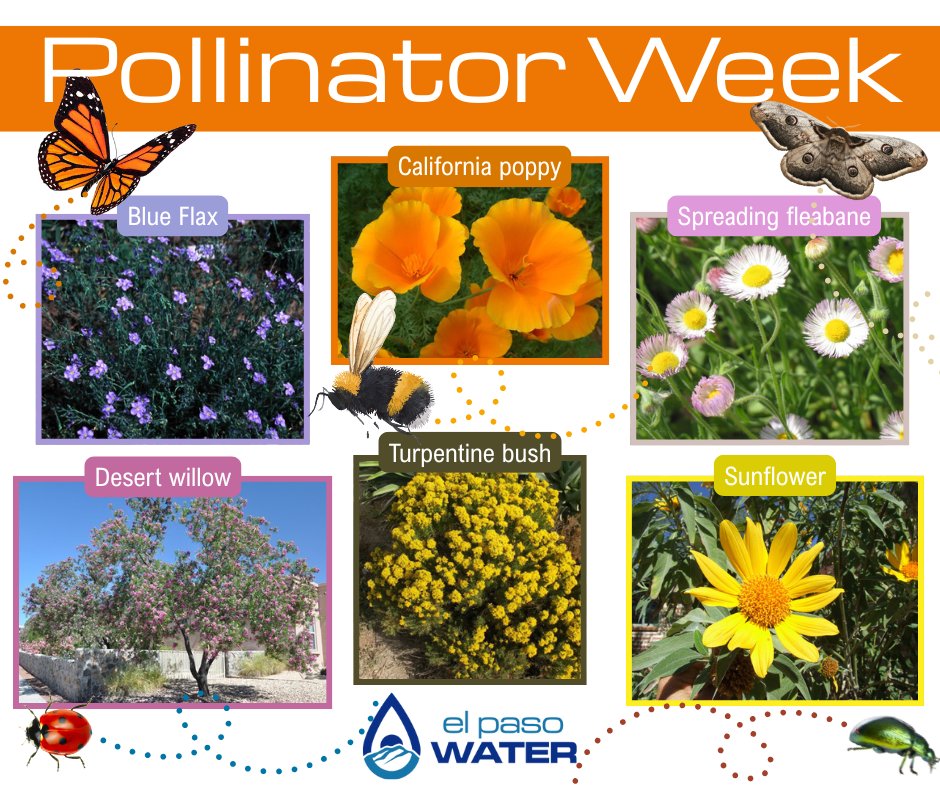 Happy #PollinatorWeek to our little insect friends 🐞 🪲 🐝 who help make a BIG impact. To celebrate and help them, visit elpasodesertblooms.org and find more information on pollinator-friendly and water-smart plants!