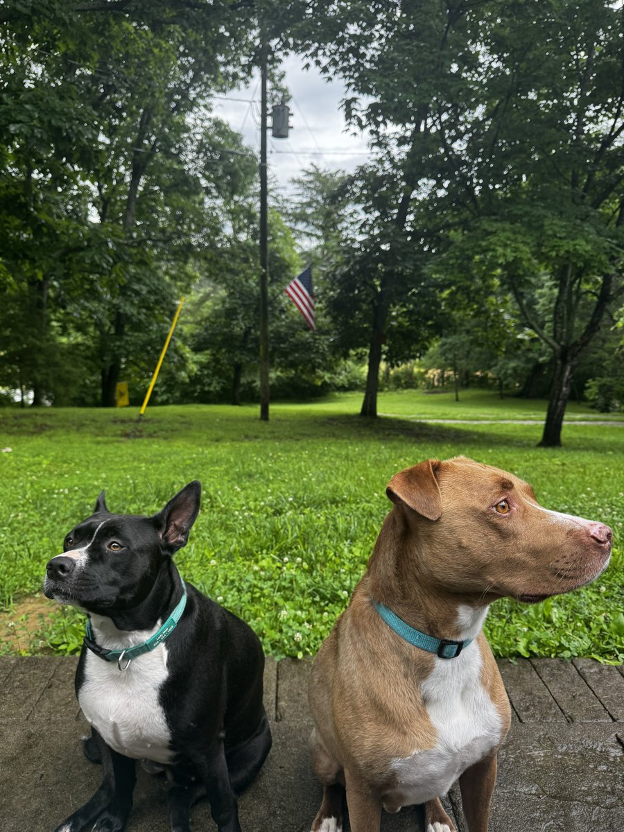 Depression don’t care what you have or have not accomplished in life

Depression don’t care if you are famous or just a average human 

Good thing for us , dogs don’t either 

Hanging out alone with my dogs is great for my mental health 

I hope you take time and do the same 🕶️