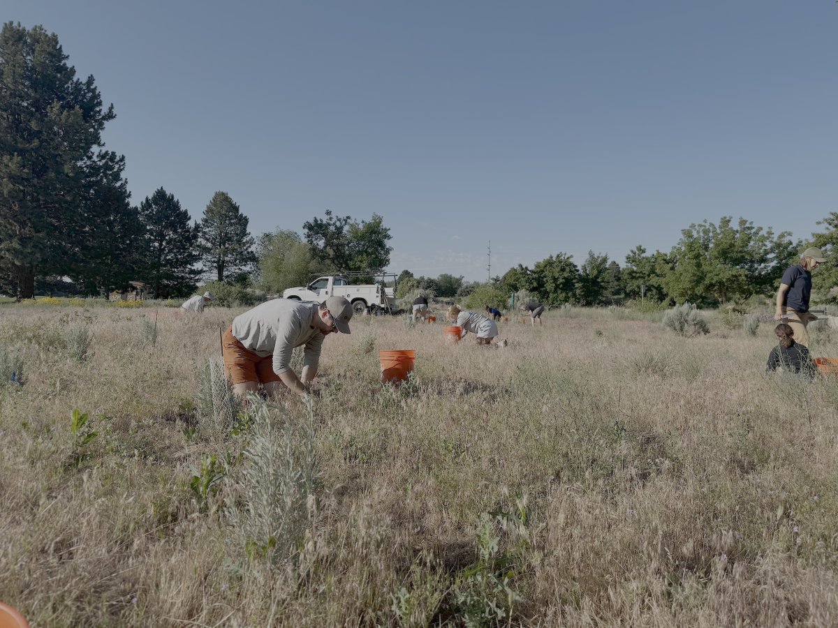 We love to take advantage of the greenspaces around Boise and we also find it important to give back to the community. On Thursday morning a group of Clēnera employees came together to help remove invasive plants from the pollinator garden in Warm Springs Park.