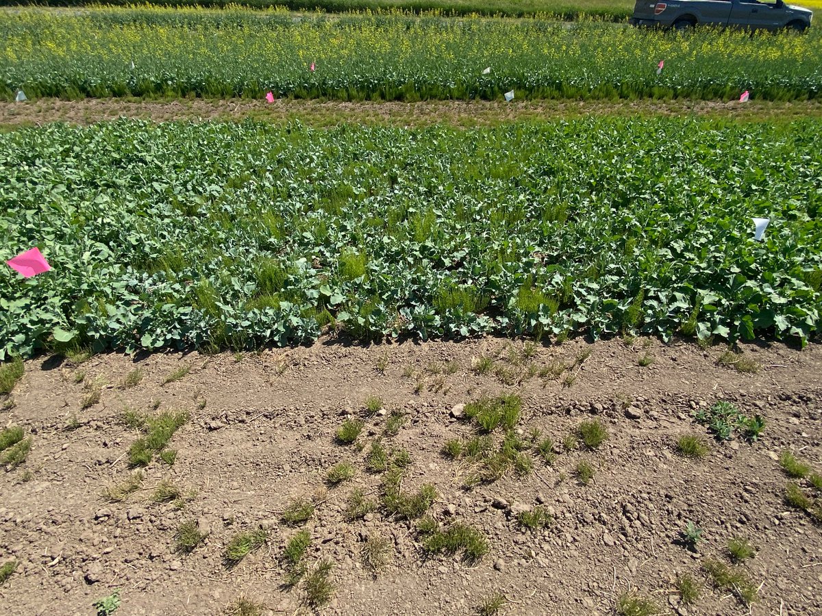 Spring canola is blooming in the Palouse! We continue our work to identify herbicide modes of action to use with glyphosate to reduce the risk for developing glyphosate-resistant Italian ryegrass. We are also looking at a glyphosate timing study to try and avoid  yield drag.