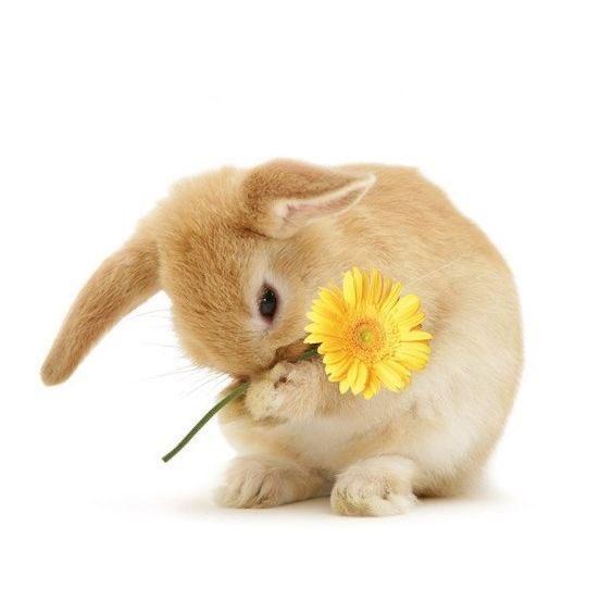 Bunnies (@bunnies) on Twitter photo 