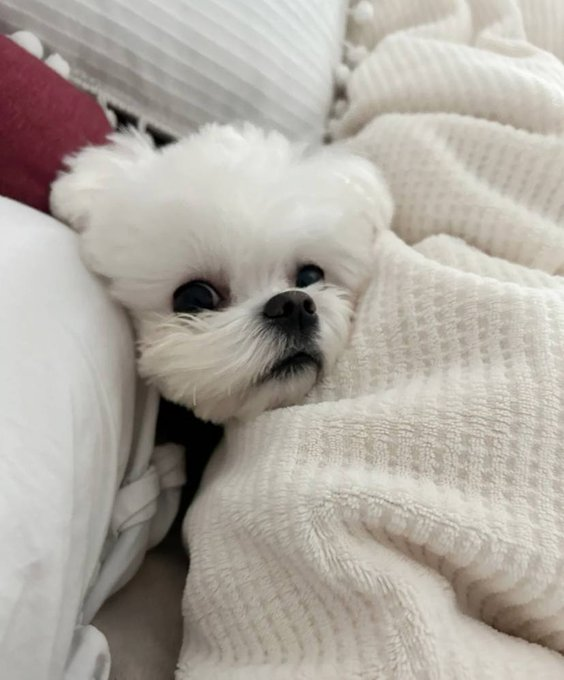 l_abi32sdfc's tweet photo. Dogs are the purest friends in the world. They teach us what companionship and true friendship are with their unconditional love. https://t.co/0NVmOlxwDr