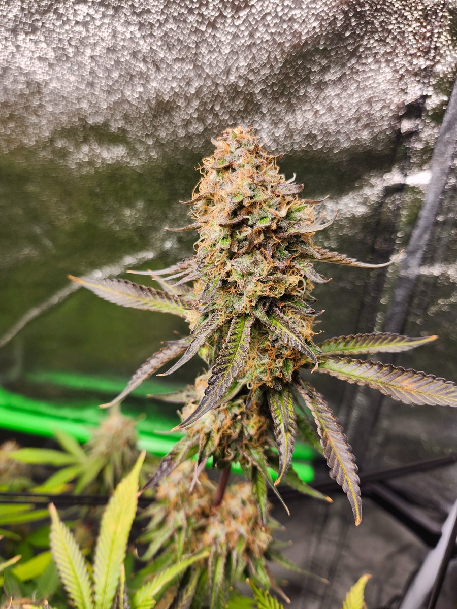 I like nugz. How about yall? Post yalls below. I love seeing beautiful buds.  Mine are mids. Yalls buds give me something to look up and forward to.