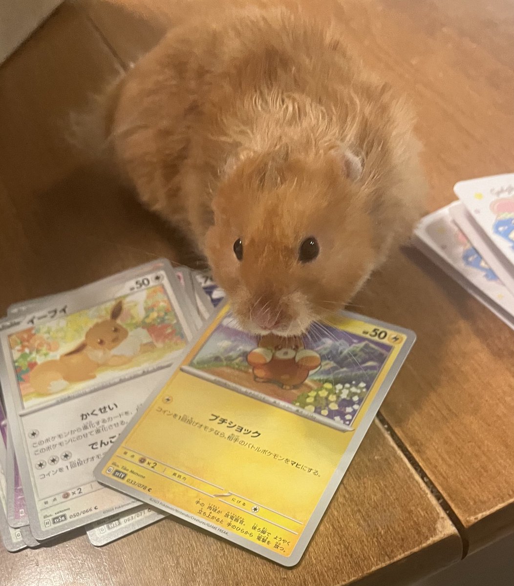 hamsterdotcom_'s tweet image. They like their souvenirs :,)