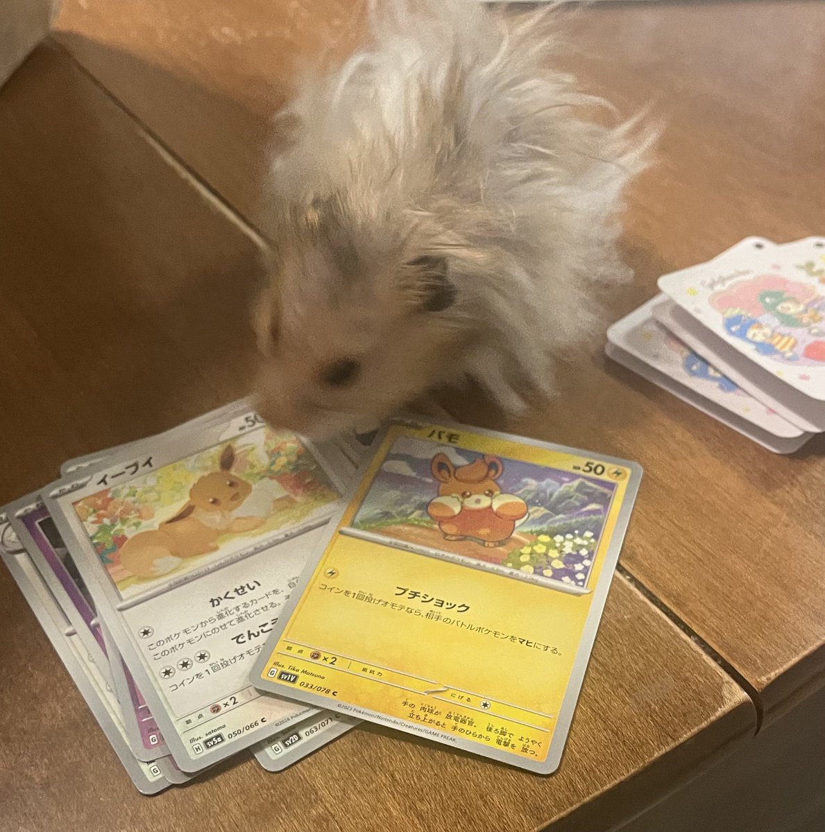 hamsterdotcom_'s tweet image. They like their souvenirs :,)