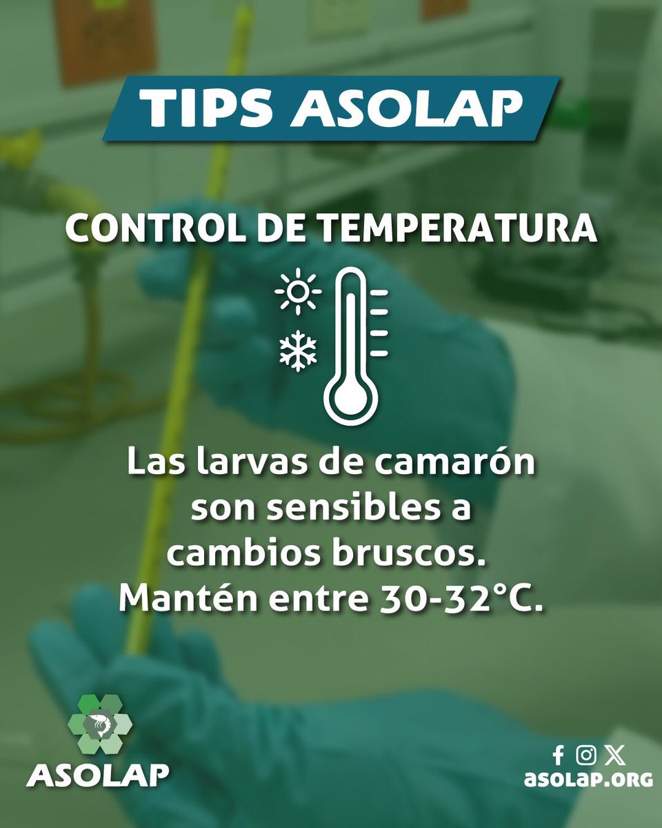 Tips ASOLAP: 🌡️ Las larvas de camarón son sensibles a cambios bruscos de temperatura.
📋 Mantén tus tanques entre 30-32°C para un desarrollo óptimo.
#ManejoTécnico  #TipsAsolap