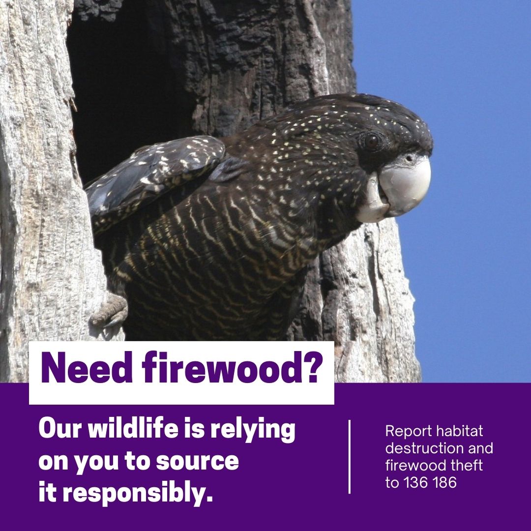 Looking to buy firewood?
Help protect our forests and wildlife by buying legally sourced firewood. For more information go to: vic.gov.au/sourcing-firew…