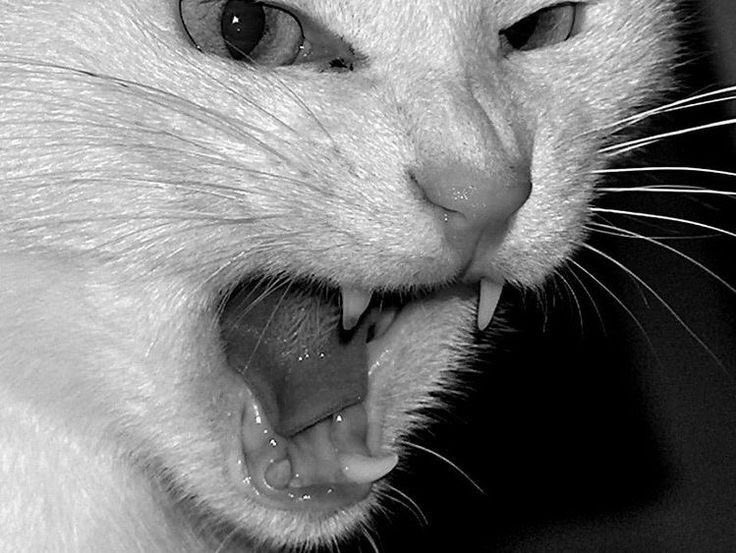 Rubí. (@cautivaser) on Twitter photo 