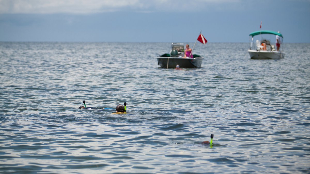 Are you planning on scalloping by boat this summer? By following these recommended guidelines, you can increase the chance that your scalloping adventure will go smoothly. 
📍 Know which county on the Gulf is designated for recreational scalloping.
🗓️Know the season dates