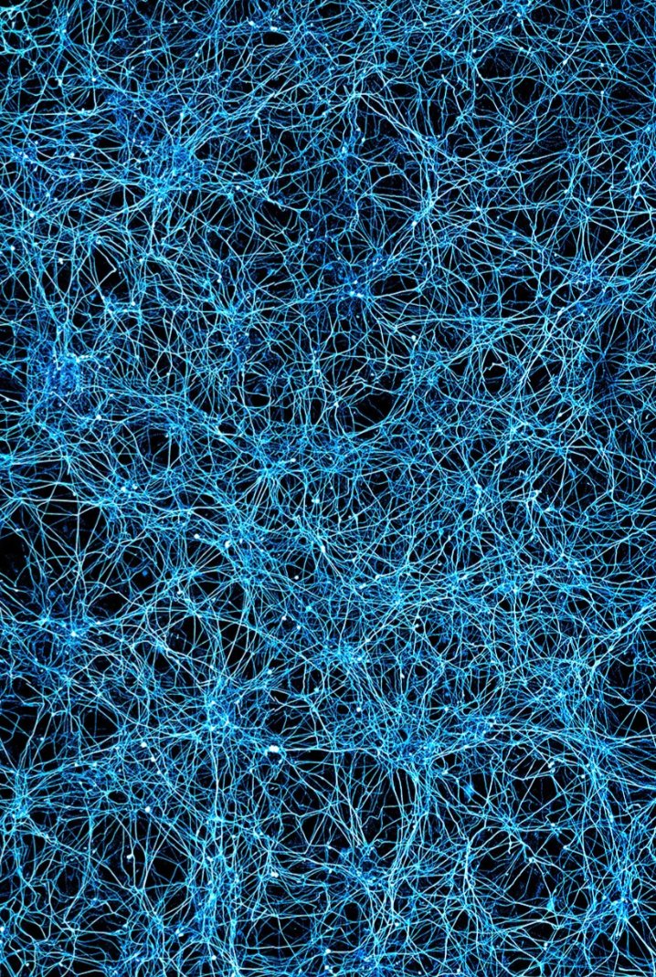 Is there a name for the multi-scalar structure/design shared by phenomena as disparate as the cosmic web, slime molds, and neuronal networks? Sort of a 3D constructal law pattern?