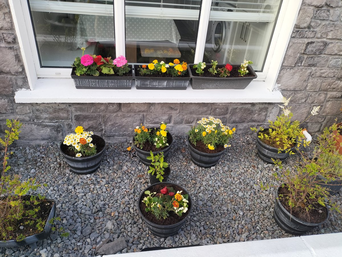Planted before the cat digs them up again.