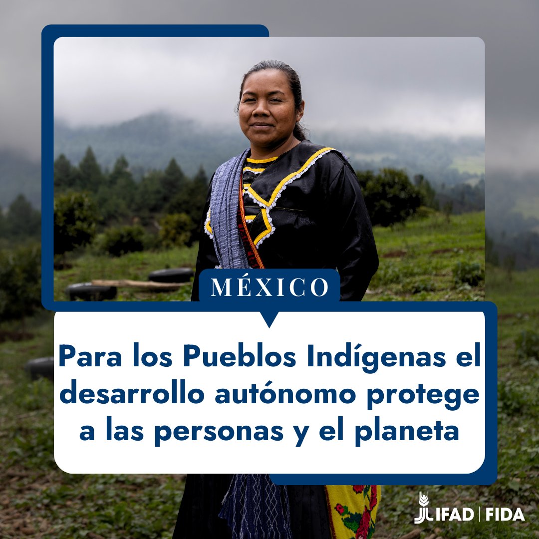 Fondo Internacional de Desarrollo Agrícola (FIDA) (@ifadespanol) on Twitter photo En #México 🇲🇽, los Mazahua viven en armonía con su entorno natural, como muchos pueblos indígenas en el mundo. Usan su conocimiento ancestral y apoyo de un fondo respaldado por <a href="/FIDA_LAC/">FIDA (América Latina y el Caribe)</a> para proteger su bosque local.
Descubre más sobre nuestro labor⬇️
ow.ly/3uAF50VxcFR En #México 🇲🇽, los Mazahua viven en armonía con su entorno natural, como muchos pueblos indígenas en el mundo. Usan su conocimiento ancestral y apoyo de un fondo respaldado por <a href="/FIDA_LAC/">FIDA (América Latina y el Caribe)</a> para proteger su bosque local.
Descubre más sobre nuestro labor⬇️
ow.ly/3uAF50VxcFR