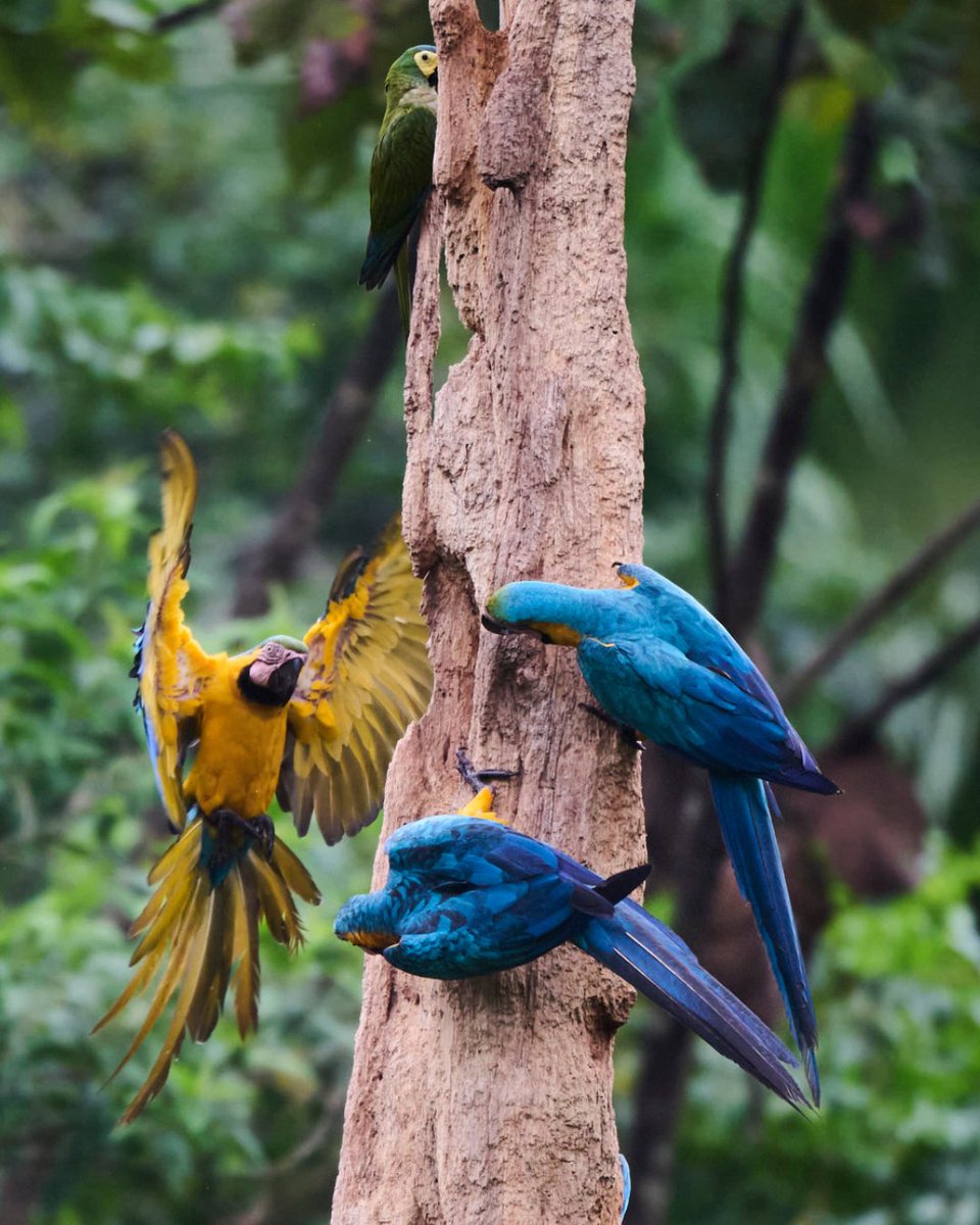 Just 10 minutes from the Yasuní Parrot Lick, observe blue-and-yellow macaws, red-beaked macaws, and chestnut-fronted macaws in their habitat.

A unique experience for those who love wildlife and nature, with every visit supporting local conservation efforts!