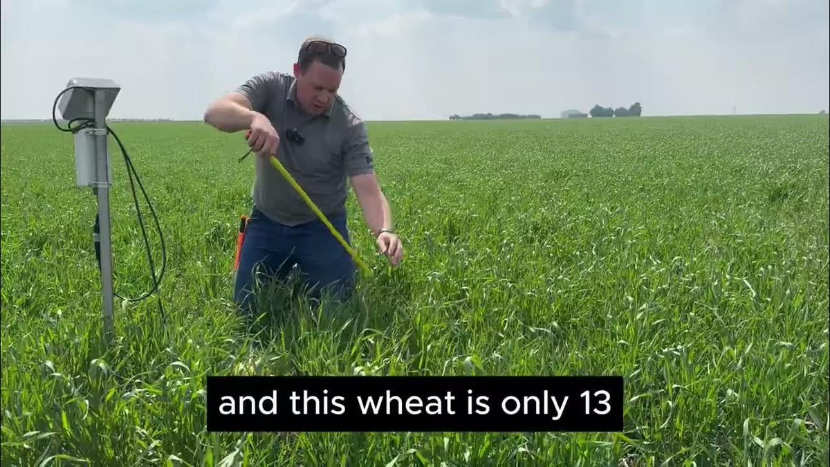 Pitura Seed Service (@pituraseeds) on Twitter photo As of June 17th, this wheat crop is already pulling moisture from 50 cm deep. We're digging into the soil and data to see what kind of yield potential is still possible. <a href="/CropIntel/">Crop Intelligence</a>
📺 Watch the full video here: buff.ly/Miijh12
#Wheat #SoilMoisture #YieldPotential As of June 17th, this wheat crop is already pulling moisture from 50 cm deep. We're digging into the soil and data to see what kind of yield potential is still possible. <a href="/CropIntel/">Crop Intelligence</a>
📺 Watch the full video here: buff.ly/Miijh12
#Wheat #SoilMoisture #YieldPotential
