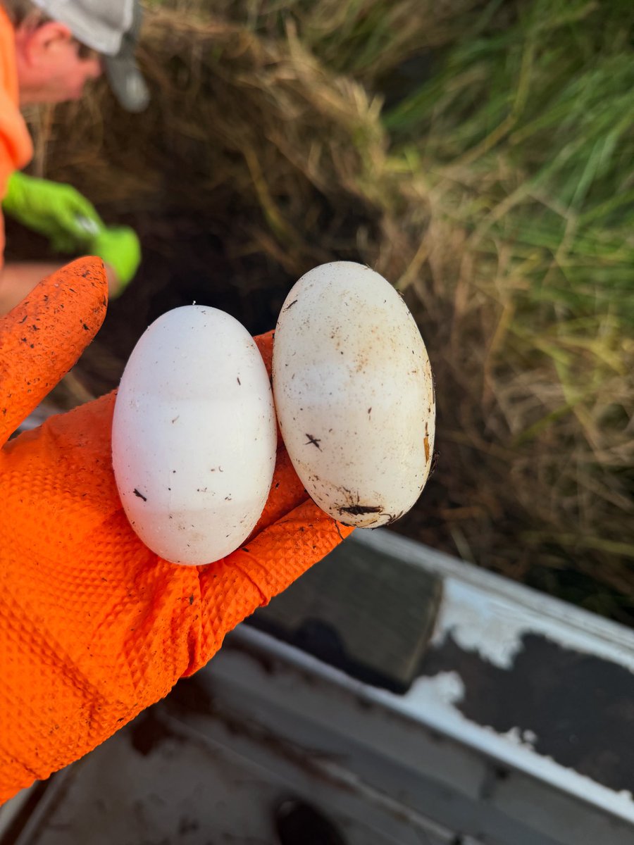 Both of these alligator eggs are viable — the difference in band size tells us their age. The smaller the band, the younger the egg. Subtle signs like this help farmers gauge development during egg collection season