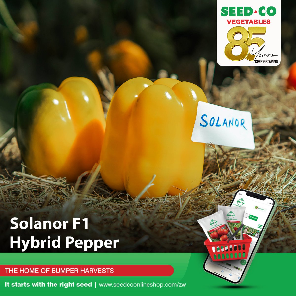 The Solanor F1 variety of yellow sweet pepper is a versatile option, well-suited for both greenhouse and outdoor production. This hybrid yields fruit weighing 240g-260g, with a prolonged harvesting period. To purchase seeds, visit our online shop at seedcoonlineshop.com