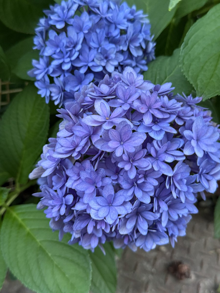 おはようございます🌱🍃❁⃘*. 𓂃✩.*˚

6月19日木曜日🌤️

危険な暑さが続く
高気圧に覆われ
晴れる所が多く
夏本番の厳しい暑さ続く
水分補給を行い
熱中症対策を🐈‍⬛🐾

熱中症など
体調に気を付けて下さい🌱

今日も宜しくお願いします🌸

素敵な一日を☘️ *. 𓂃✩.*˚