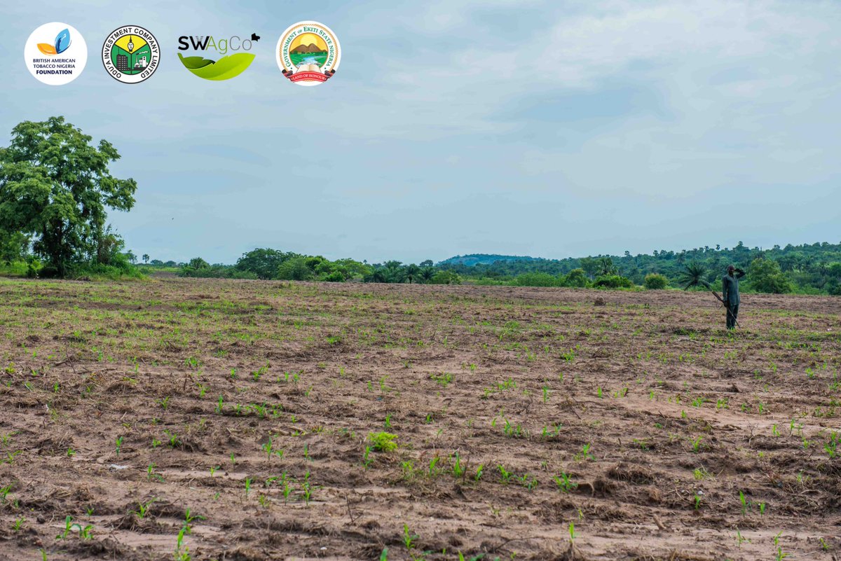 ODU'A Investment Company Limited (@oduainvestment) on Twitter photo Yesterday at Oke-Ako, Ekiti State, our agric focused subsidiary, SWAgCo, partnered with <a href="/BATNFoundation/">BATN Foundation</a> to launch an initiative supporting 100 smallholder maize farmers with land, resources and training to scale production.
Cc: <a href="/biodunaoyebanji/">Biodun Oyebanji</a> <a href="/ekitistategov/">Government of Ekiti State</a> <a href="/Ebenbolu/">Ebenezer Boluwade</a> Yesterday at Oke-Ako, Ekiti State, our agric focused subsidiary, SWAgCo, partnered with <a href="/BATNFoundation/">BATN Foundation</a> to launch an initiative supporting 100 smallholder maize farmers with land, resources and training to scale production.
Cc: <a href="/biodunaoyebanji/">Biodun Oyebanji</a> <a href="/ekitistategov/">Government of Ekiti State</a> <a href="/Ebenbolu/">Ebenezer Boluwade</a>