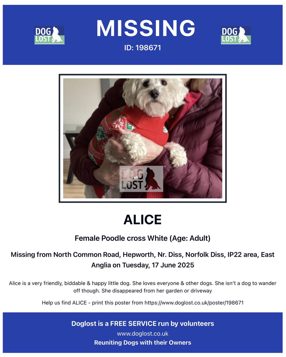 The_Animal_Team's tweet photo. White Poodle cross ALICE is #missing from #NorthCommonRoad #Hepworth Nr. #Diss #Norfolk #IP22 area, since the 17th June. She disappeared from her garden or driveway. Alice is much missed & needs to be home. 🙏 https://t.co/IPxloef9Yw #MissingDog #DogsOfTwitter #LostDog https://t.co/KGslkLwlXc