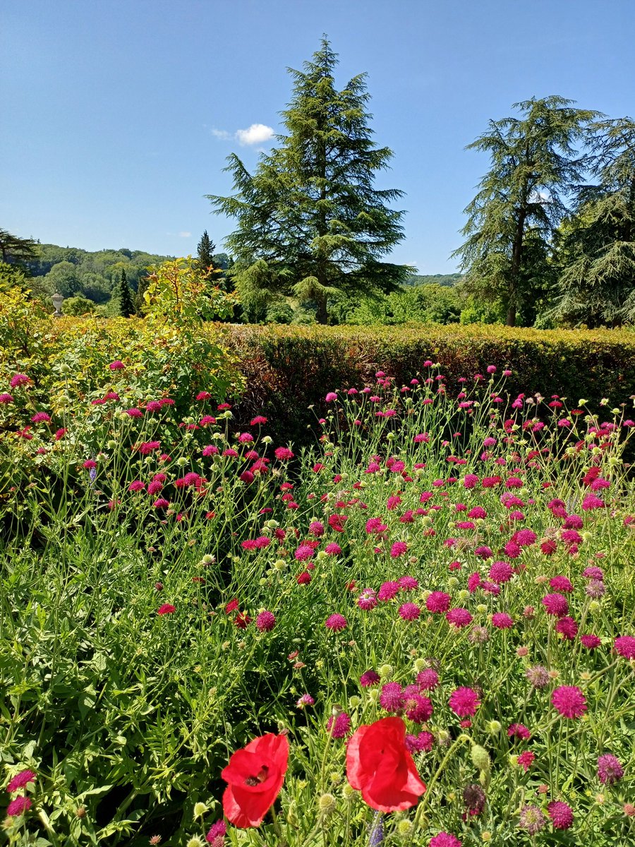 handsofmagic's tweet image. Some trees from today's little amble - too hot to go too far #TreeClub #PolesdonLacey