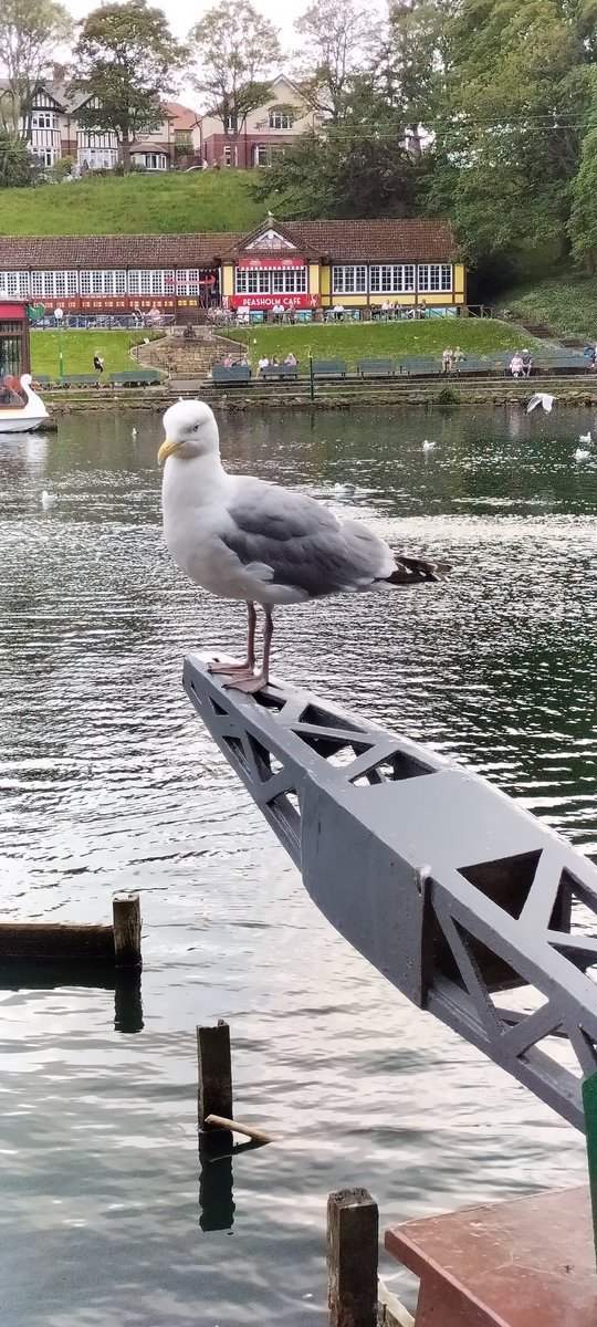 CazCutts1's tweet image. A bit late posting but here are some photos of my visit to beautiful Scarborough at the weekend .