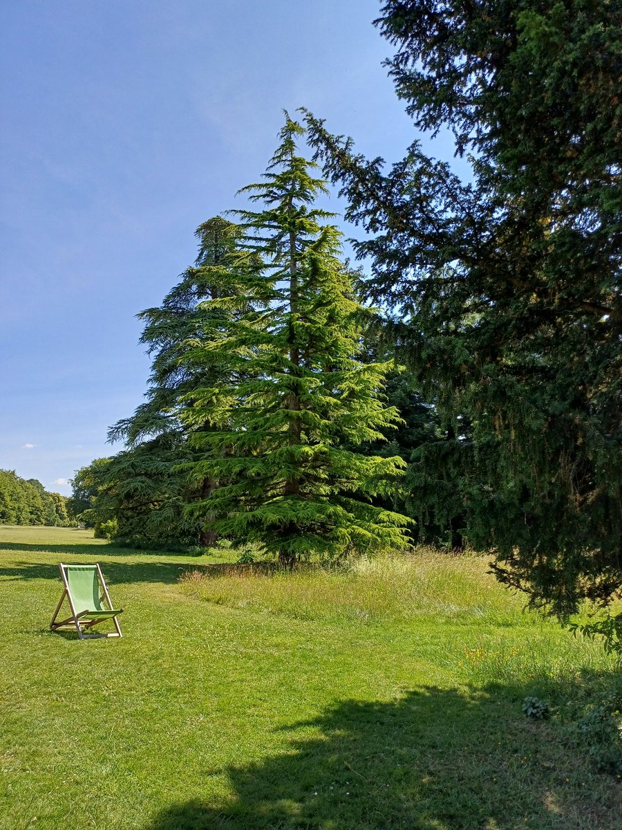 handsofmagic's tweet image. Some trees from today's little amble - too hot to go too far #TreeClub #PolesdonLacey