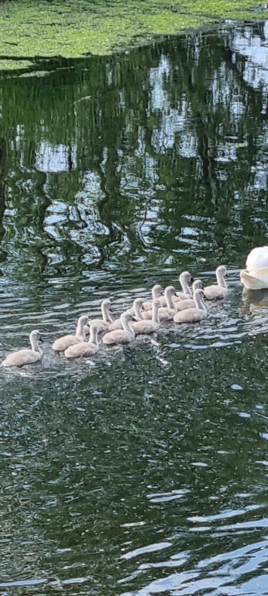 BirdingBorders tweet media