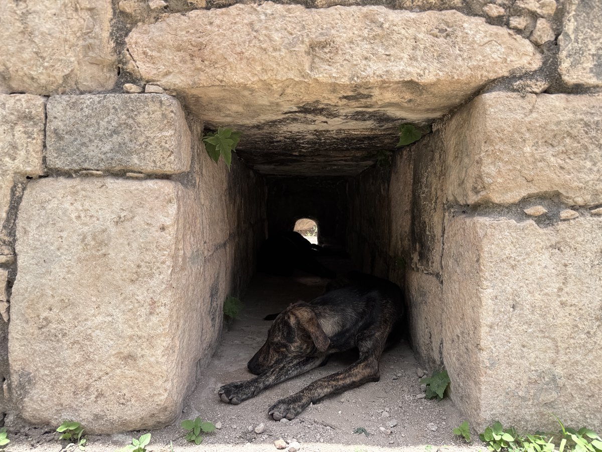 fatimatecpool's tweet photo. El custodio canino
#MonteMaya https://t.co/fF89GR8DnP