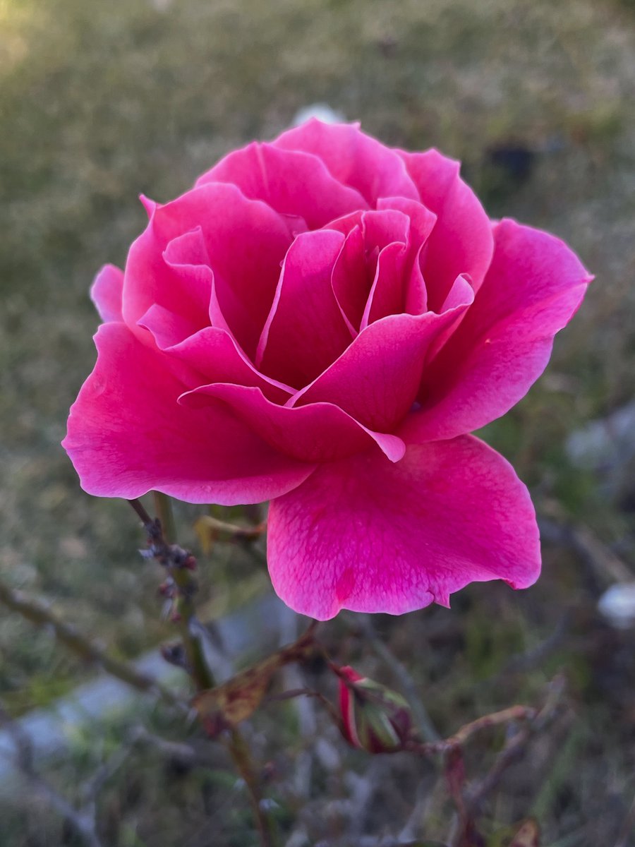 Happy Thursday #bloomscrolling