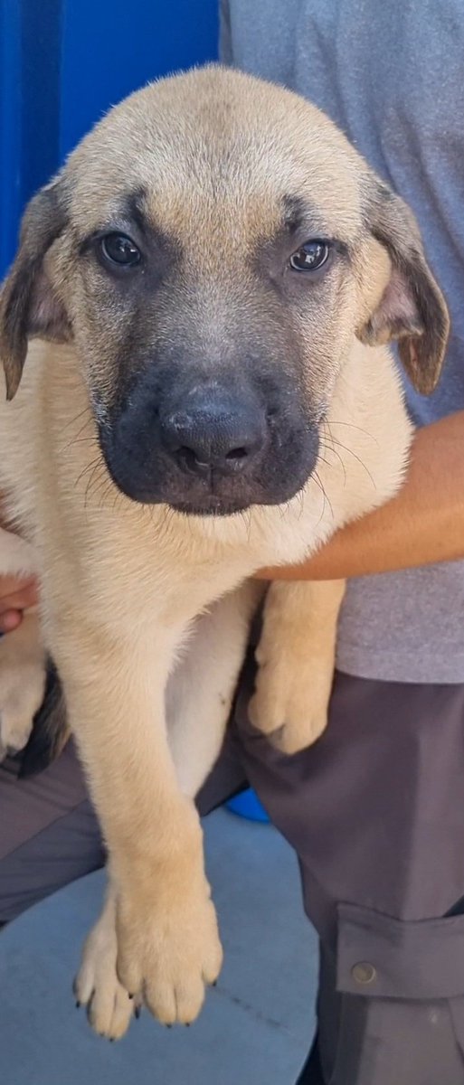 XYLO
8 semanas, mastin, uno de los 3 supervivientes de la camada de  Savannah.
No queremos fincas 
No queremos campos 
Queremos un hogar, con un buen sofá, o una cama frente al sofá, y quien quiera un guardián que pague una alarma.
En adopción en La Nucía.