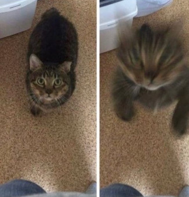 🐯(jump)
#젠레스 #ゼンゼロ #zzzero 
#귤복복 #橘福福 #JuFufu