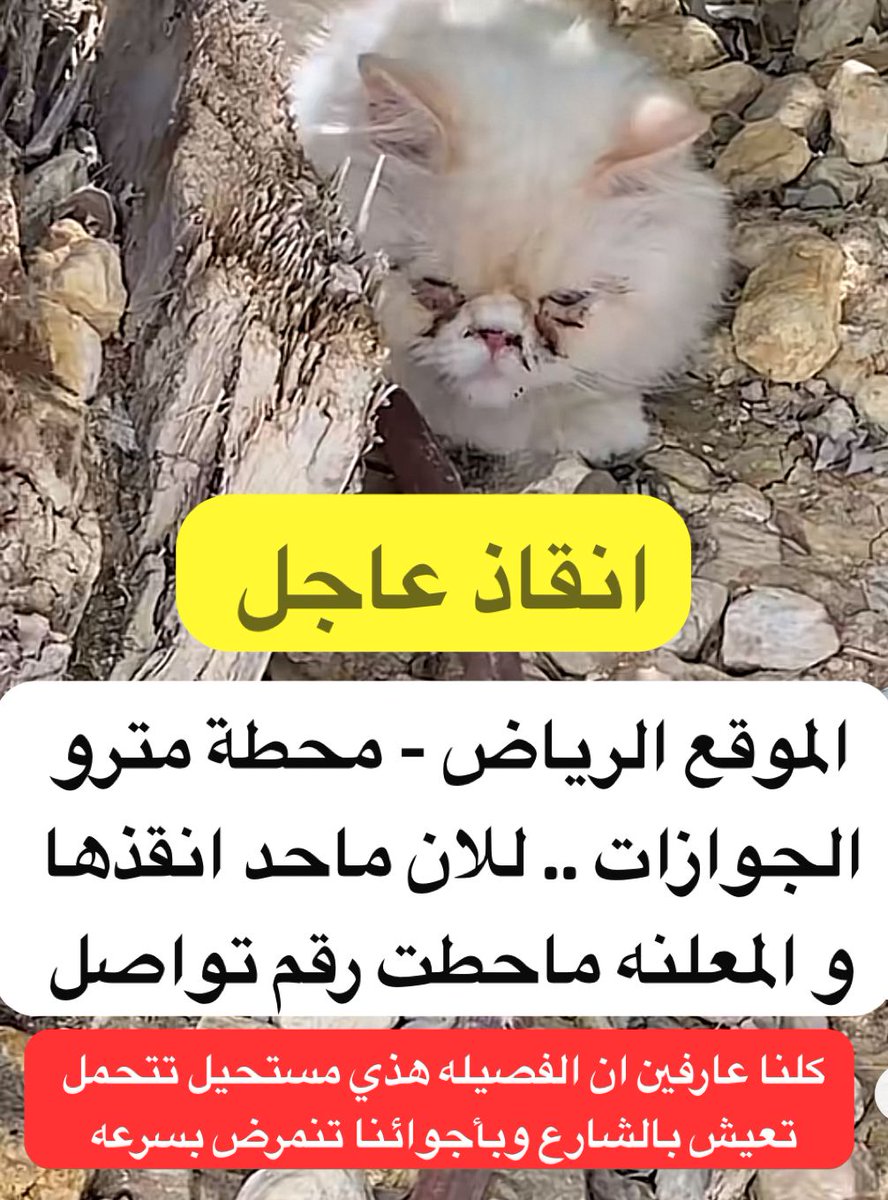 #انقاذ #قطط #الرياض