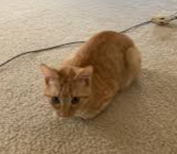 TheDailyCatGuy's tweet image. 