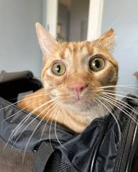 TheDailyCatGuy's tweet image. 