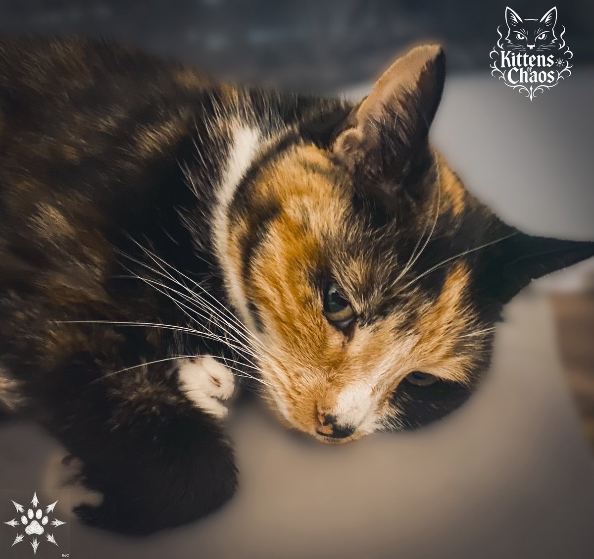 kittensofchaos's tweet photo. Rest is not retreat. It is the ritual of becoming again. https://t.co/XEsCryIpxc