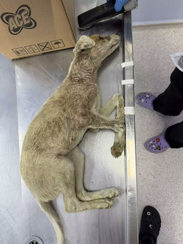 This poor soul was left in a box outside a veterinary clinic in Kesan 🇹🇷

Transported in the boot of a car &amp; left in the sun for an hour &amp; a half, this poorly little one sadly passed away

Is this a consequence of the cruel new law &amp; it's harsh directives?

#dogsofx #dogs #dog