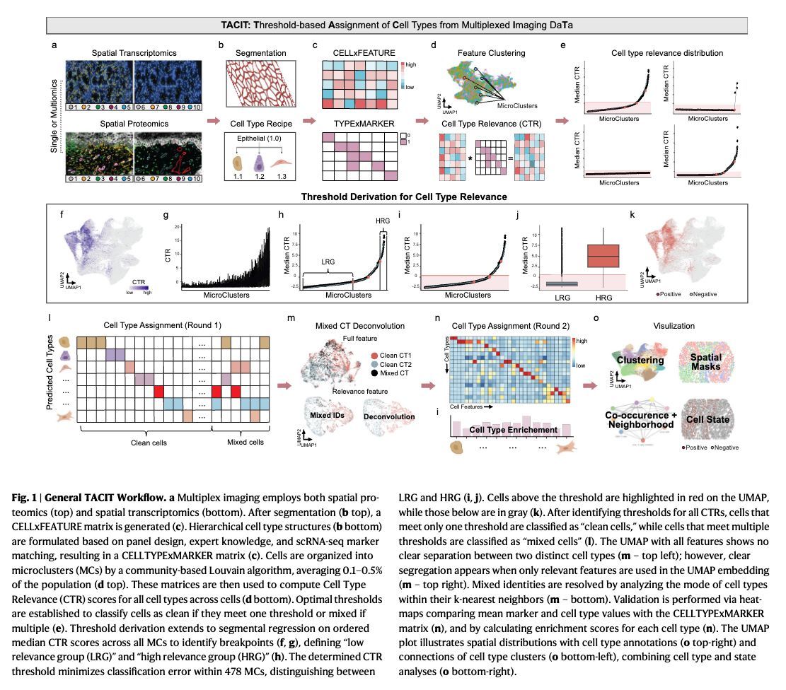 strnr's tweet photo. Deconvolution of cell types and states in spatial multiomics utilizing TACIT https://t.co/fUx99y3ffI 🧬🖥️🧪 https://t.co/BTUUMhv7Tu (noncommercial) https://t.co/63DP0GcvoJ