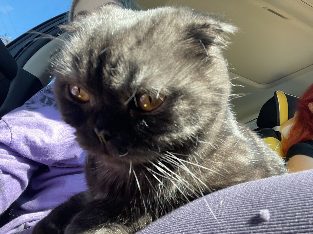 TheDailyCatGuy's tweet image. 