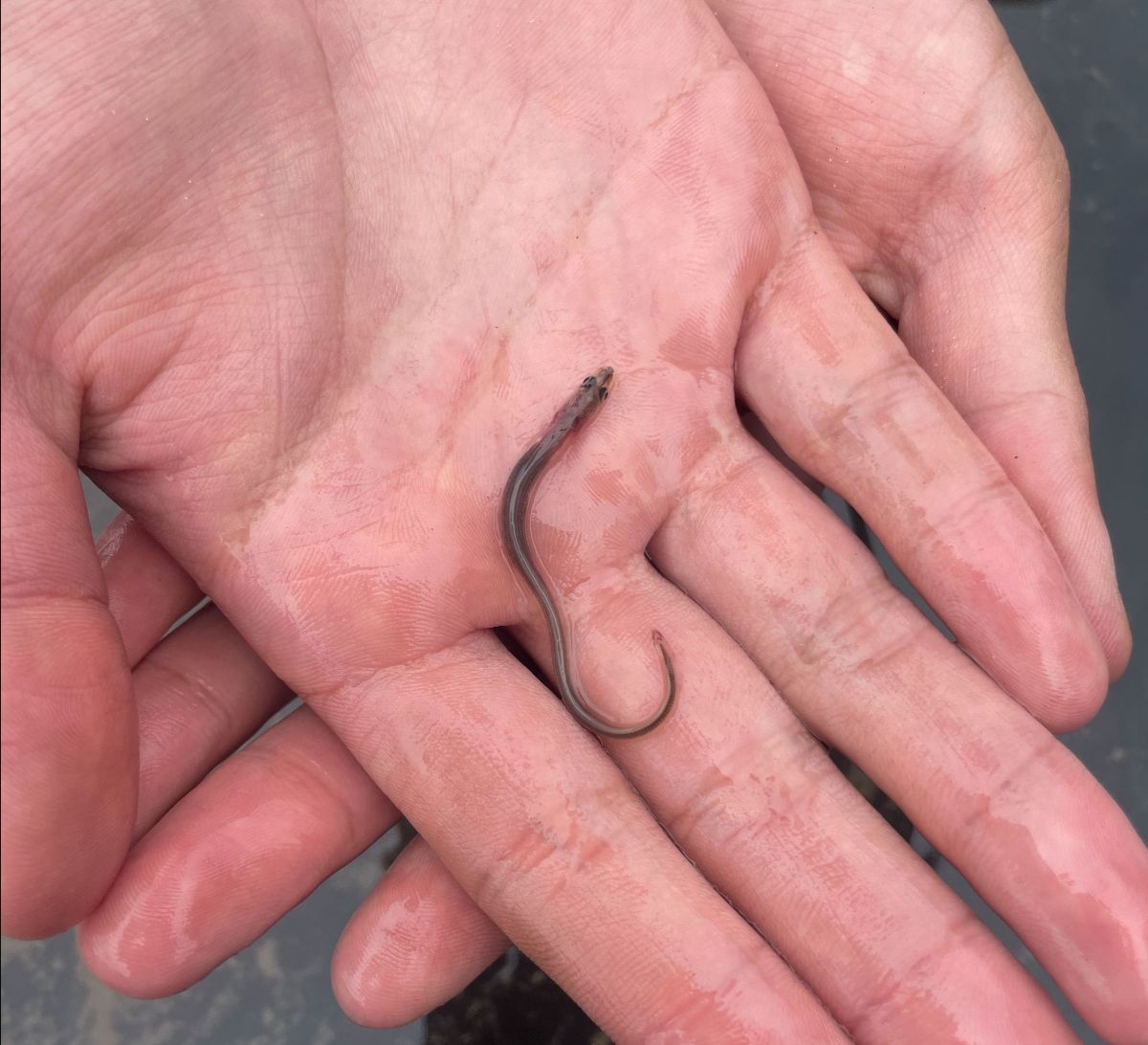 harborestuary's tweet image. Tidal Exchange: Sturgeon studies, Harlem River Greenway construction & more! - mailchi.mp/hudsonriver.or…