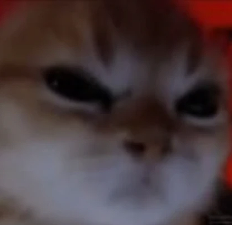 TheDailyCatGuy's tweet image. 